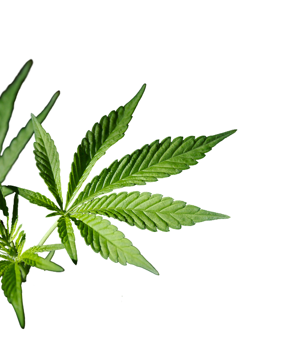 Plant Image